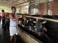 Go-Pujana at Kembre Farm Goshala (Pictures courtesy Shri Jnanesh Bhat Hattangadi)